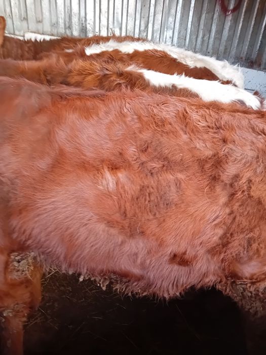 Vitele grase 260 -300 kg angus și limuzin