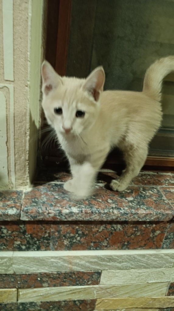 сдается котёнок в хорошие руки,только пока что бежевый