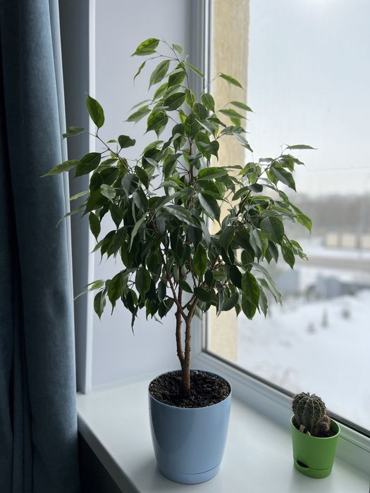 Фикус Бенджамена, большое дерево