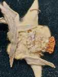 Floare de colt presata Leontopodium alpinum