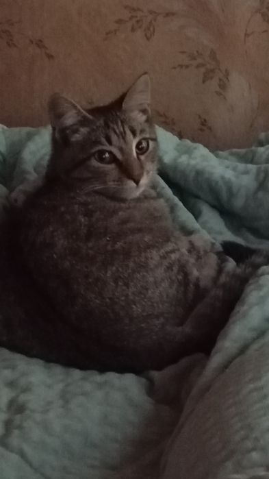 Отдам кота в очень добрые руки