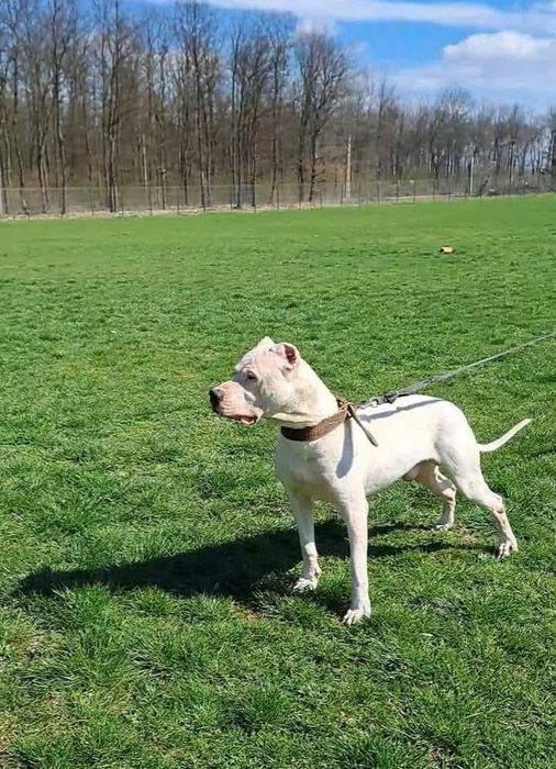 Cățeluș Dogo Argentino cu Pedigrie din Părinți Campioni