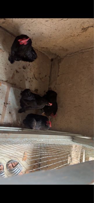 Tovuq xoroz karlik koxla xarhil 150 min dan donaga optim kelishamiz