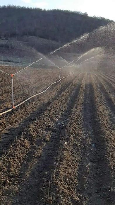 Asiguram-livrare gratuita la material săditor pomicol de Aiud