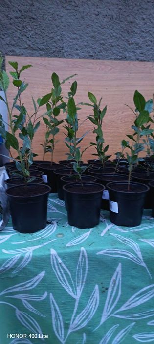 Puieți de dafin la ghiveci