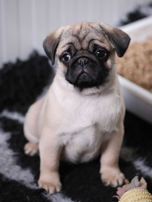 Mops Pug cu pedigree canisa Dogisland autorizata