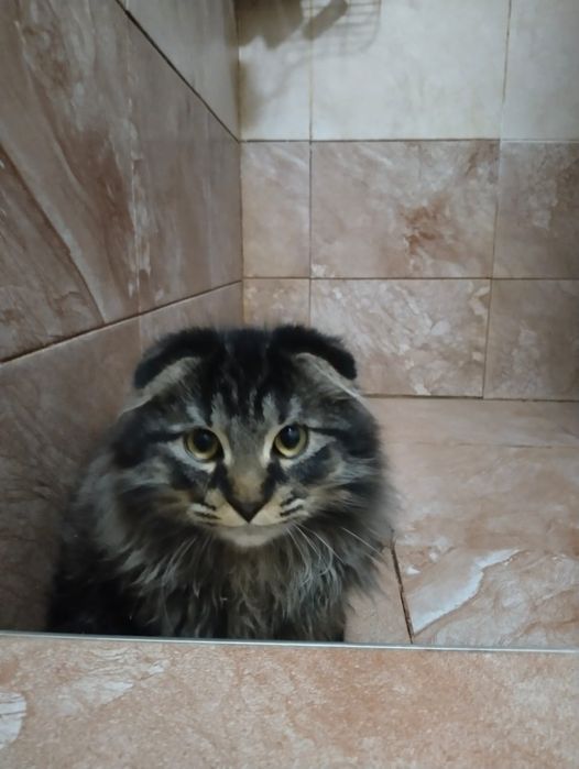 Продам веслоухого котика