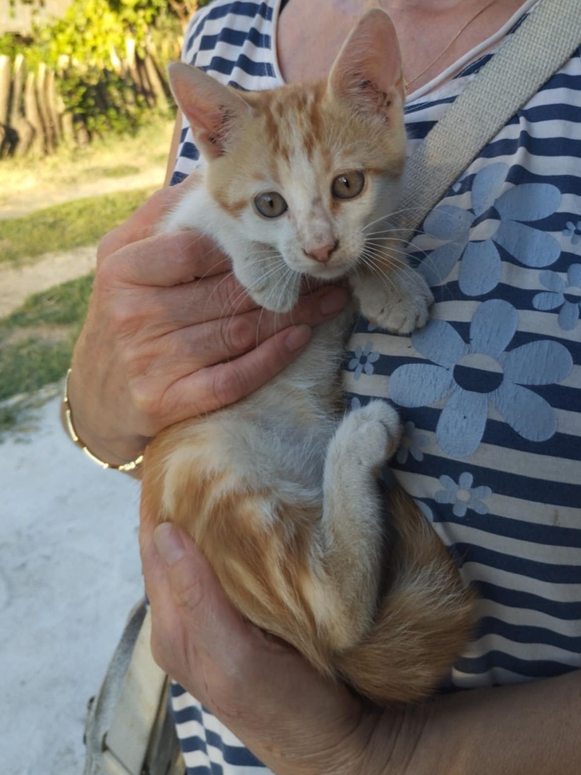Подаряват се котенца