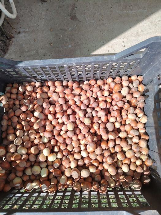 alune de padure naturale