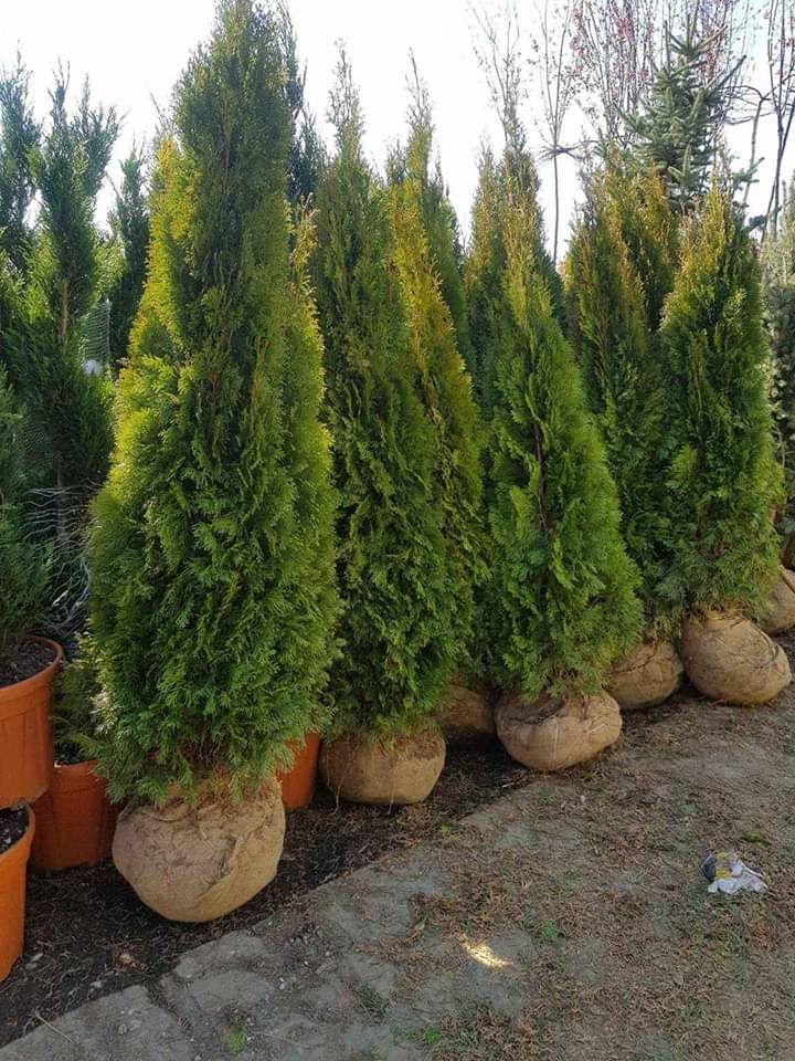 Vă oferim o gama foarte mare de plante ornamentale gazon rulou etc