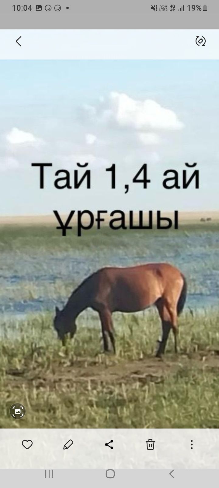 Лошадь ургашы 1,4