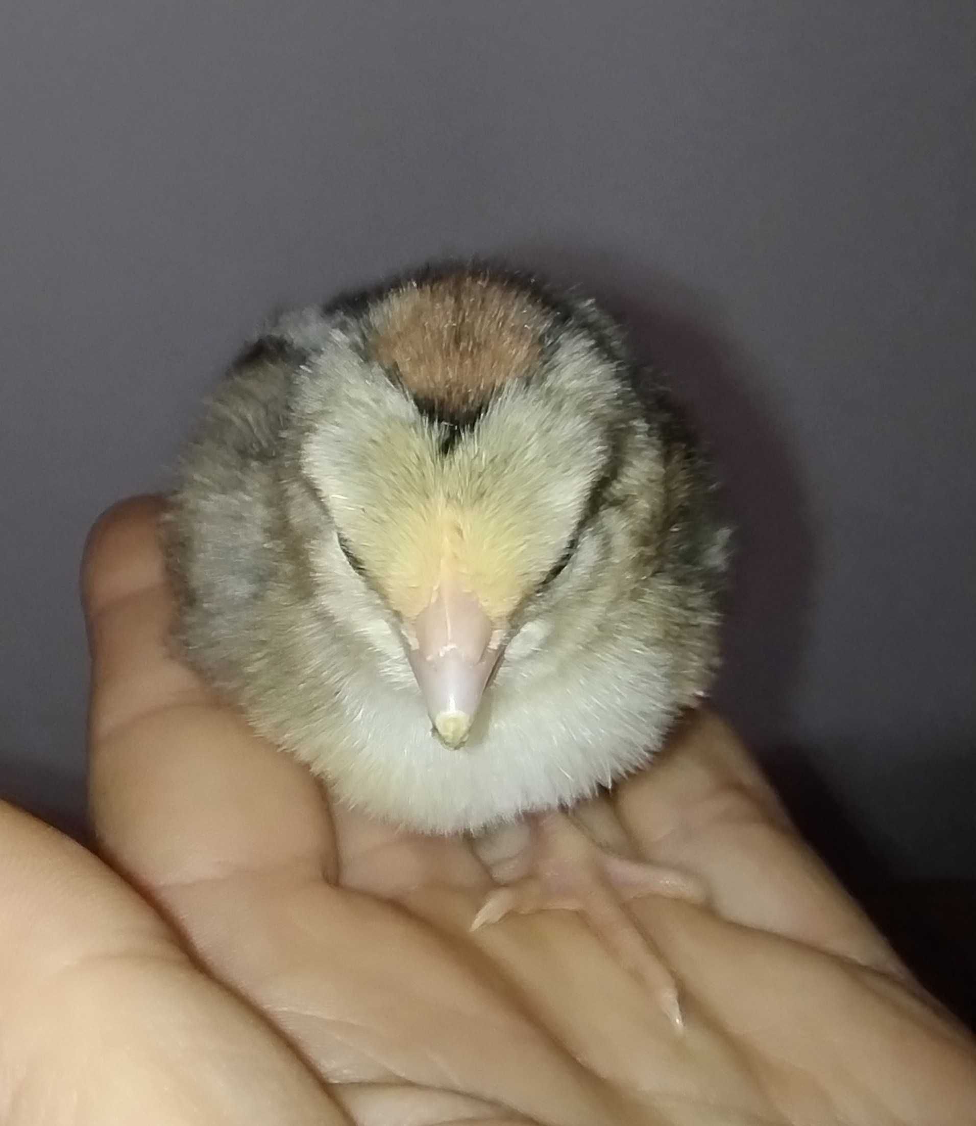 Pui de găină Italiana,la bresse,australorp,plymouth,vorverk,brahma