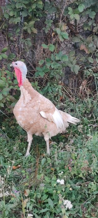 Vand curci Red Bourbone