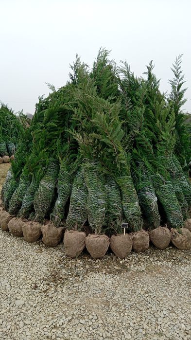 Plante ornamentale aclimatizate