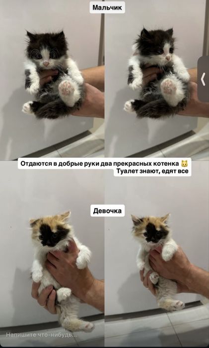 Котята в добрые руки