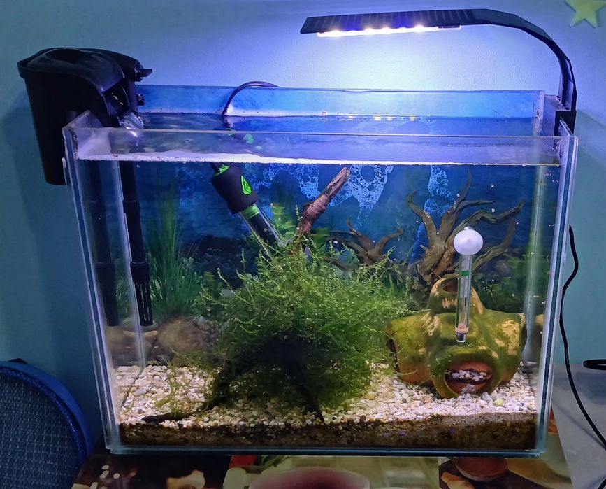 Acvariu 13 litri complet echipat