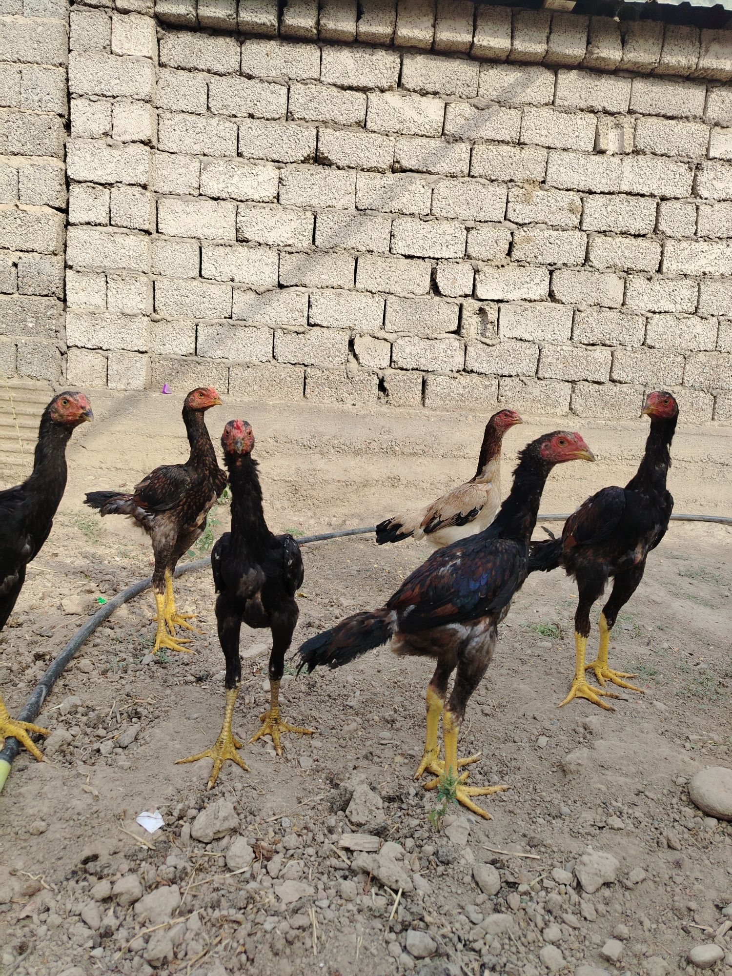 Dakan jo'jala sotiladi