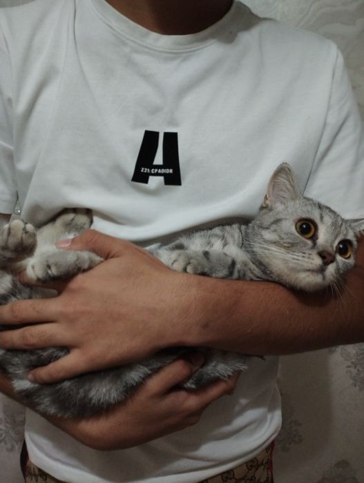 Shinshila Fold 2Ta Mushuk Sotiladi Kelishamz