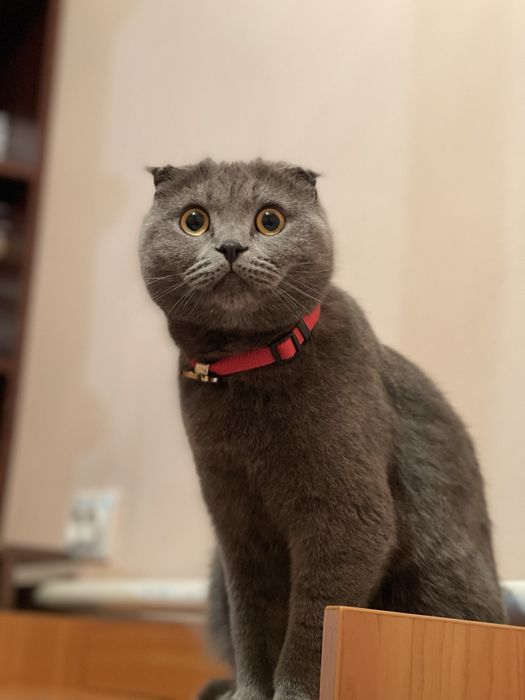 Пропала вислоухая кошка