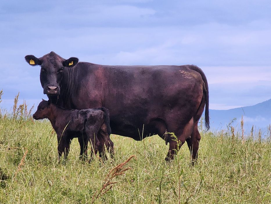 Aberdeen Angus juninci gestante, tauri