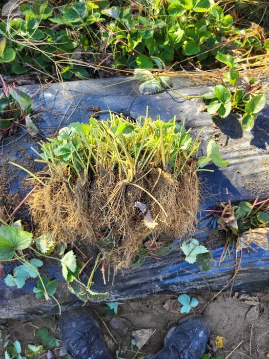 Vând stoloni capsuni