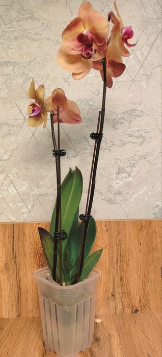 Орхидеи Phalaenopsis