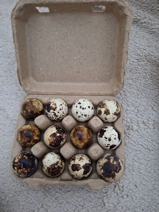 Ouă de prepelițe la 0,50 bani / buc.