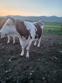 Vand vacă baltata romanesca