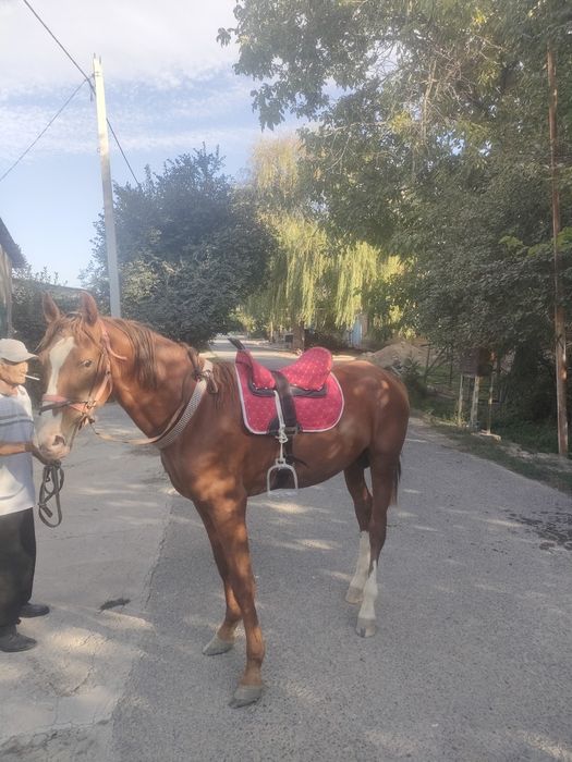 Ассалам алейкум!