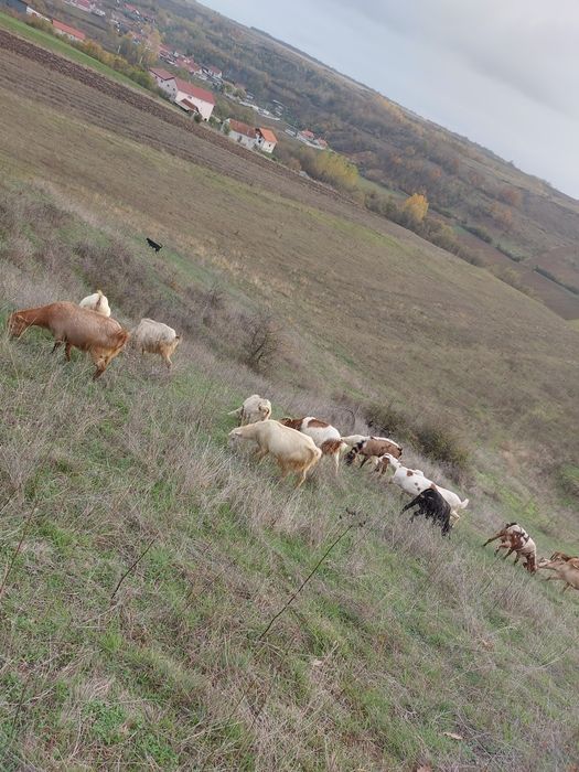 De vânzare 17 capre