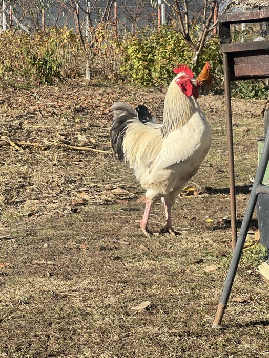 Cocosii cu mot si incaltati