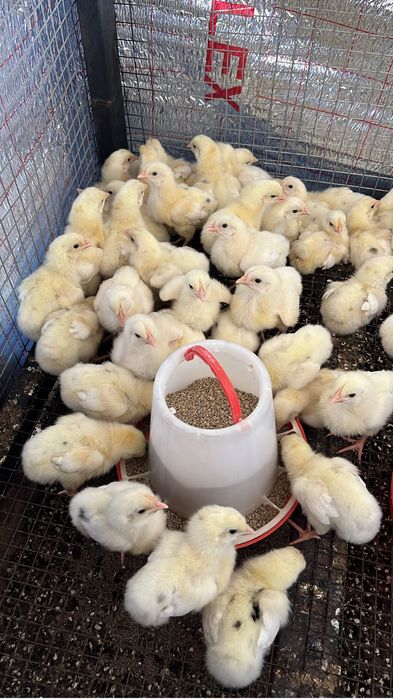 Домашние петушки