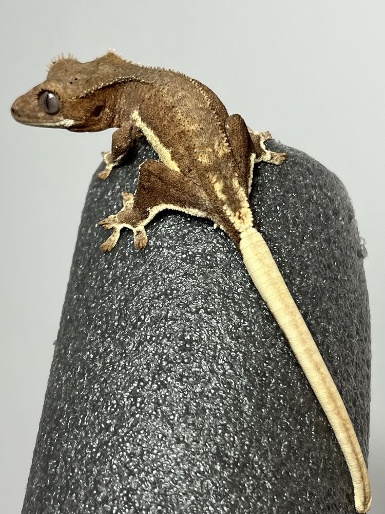 Șopârla subadult și pui crested gecko/gecko cu creasta/reptila