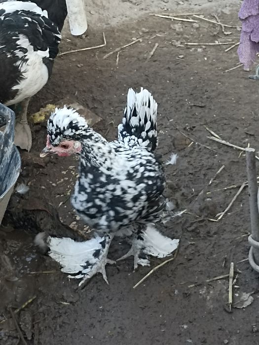 Японка тавукчалар сотилади