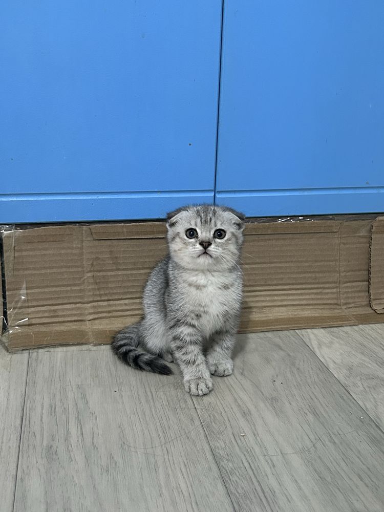 Продам котенка мальчика