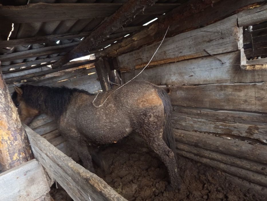 Продам бие ……………………