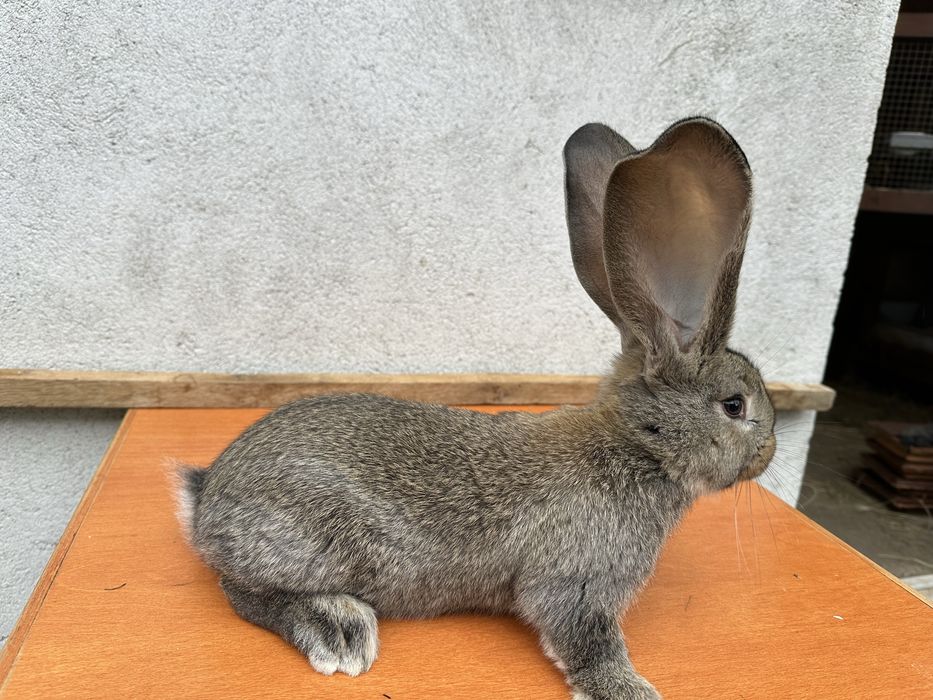 Iepuri Uriaș German