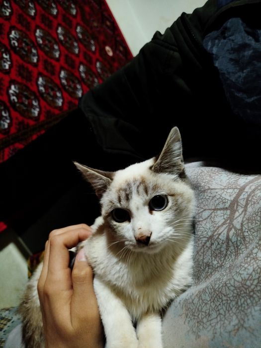 Одам бесплатно кошку