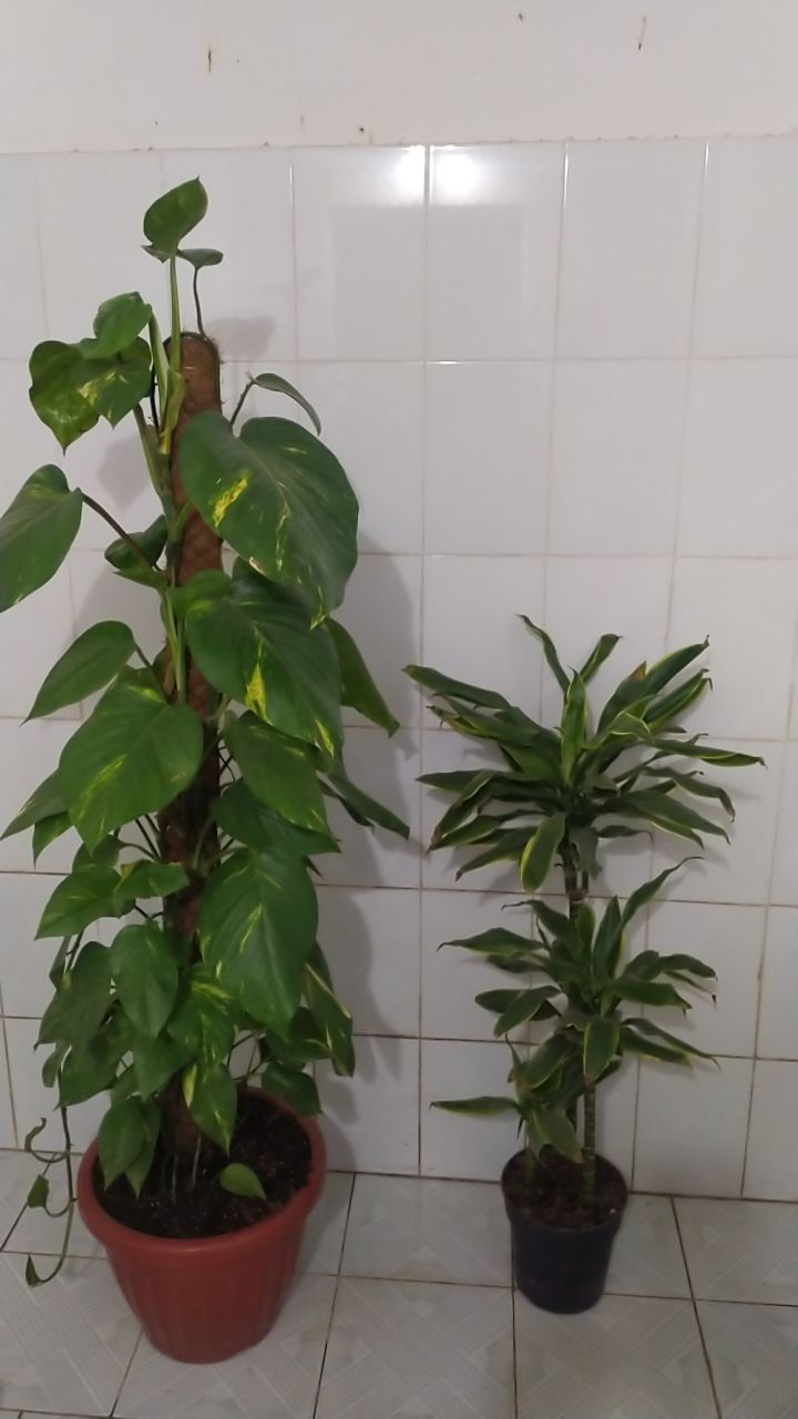 Стендапсус комнатные растения превазной