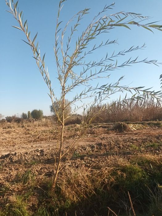 Мажнунтол кучатлари сотилади