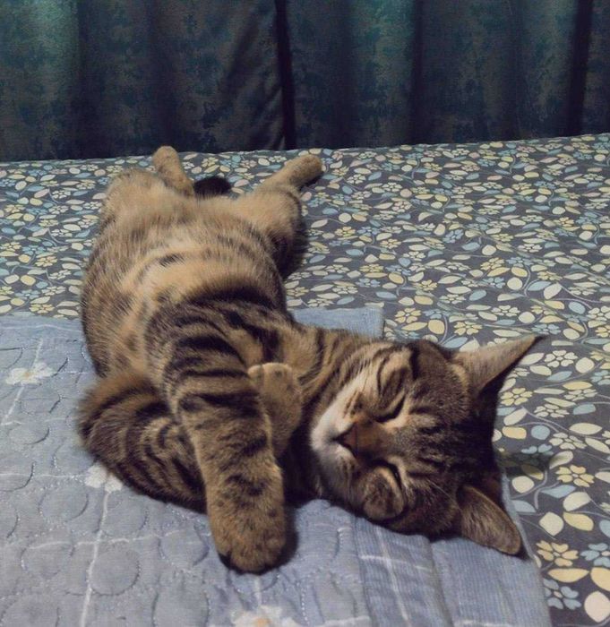 Кошечка в добрые руки