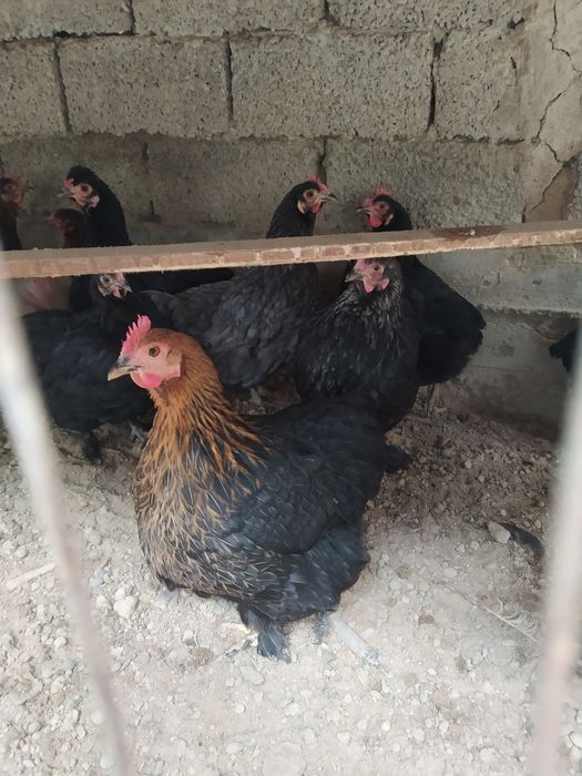 Assalomu alaykum. Yapon choynak tovuqlar bor , yapon choynak tovuqlar