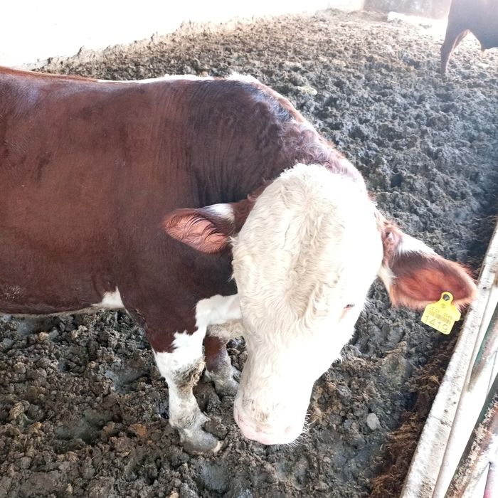 2 ёшли сментал Бука сотилади