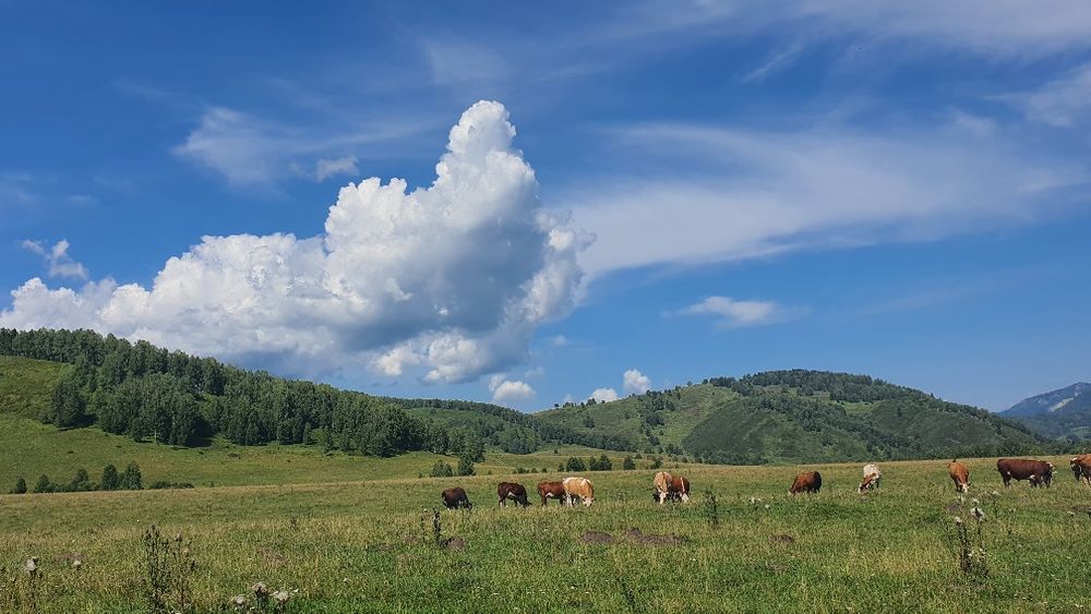 Продаётся земельный участок с надворными постройкамив село Поперечное