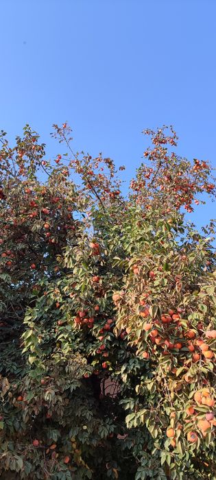 Шоколадное хурмо