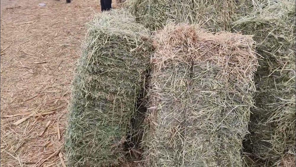 Беда пресс сотилади