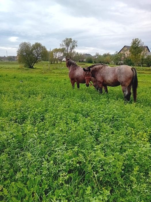 Vând două iepe foarte frumoase