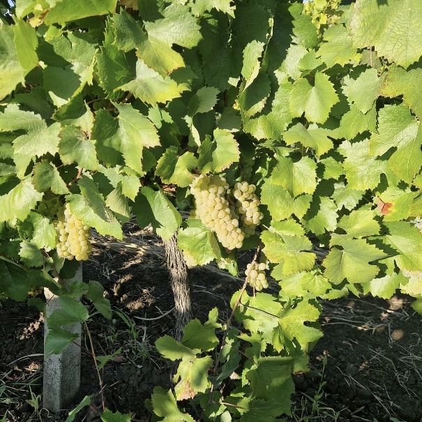 Vand struguri de vin producatie 2025 avem toate soiurile disponibile