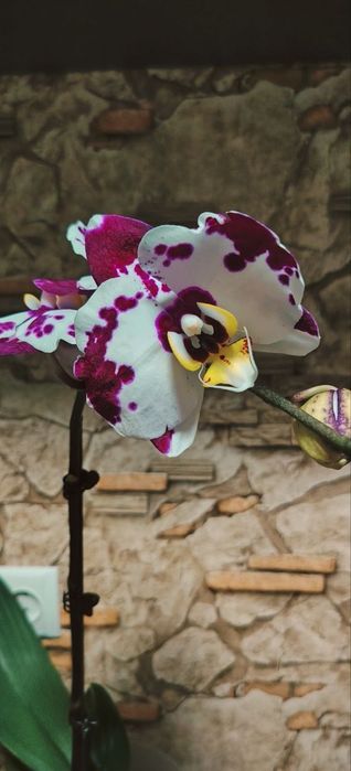 Орхидея Phalaenopsis