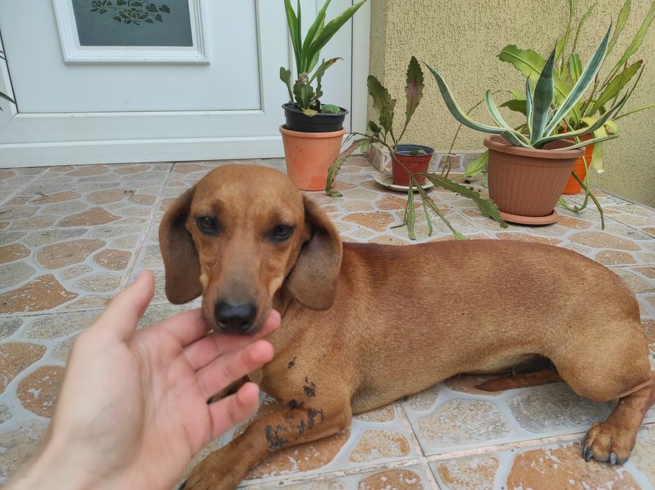 Vând Femelā Teckel